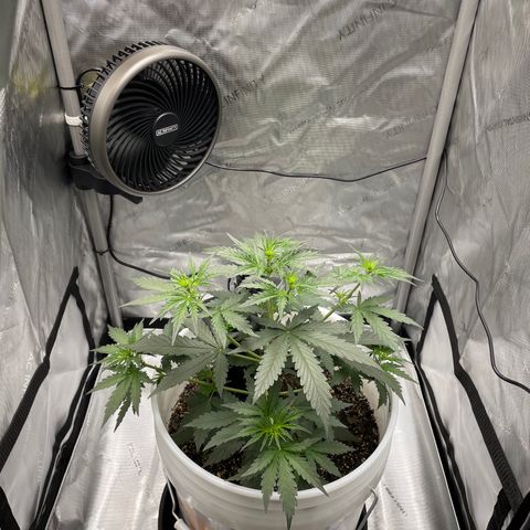 Pink Panama growlog timeline photo