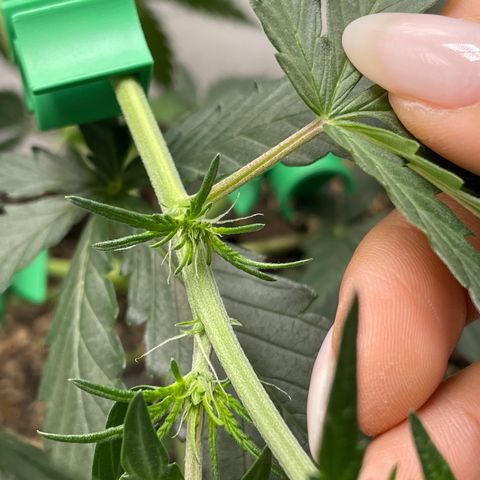Pink Panama growlog timeline photo