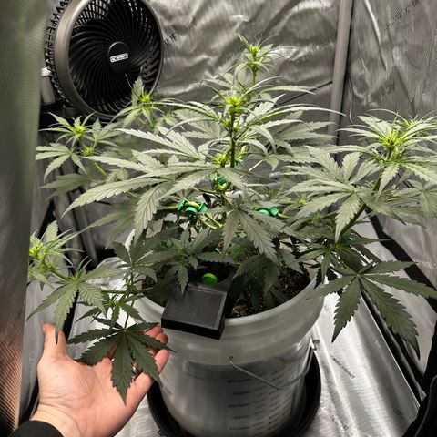 Pink Panama growlog timeline photo