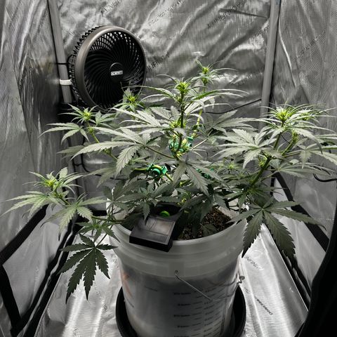 Pink Panama growlog timeline photo