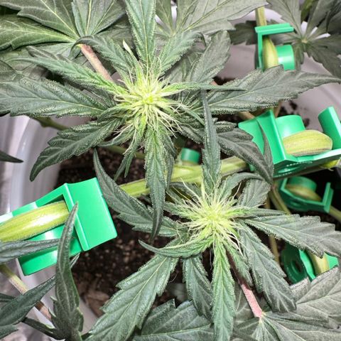 Pink Panama growlog timeline photo