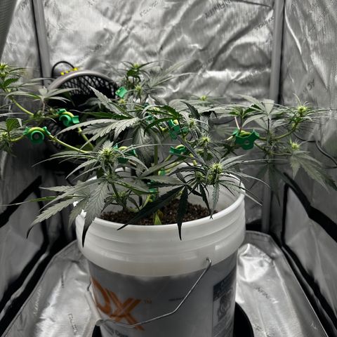 Pink Panama growlog timeline photo