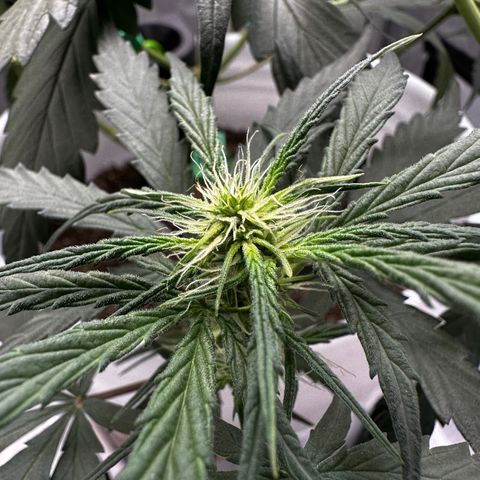 Pink Panama growlog timeline photo