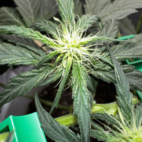 Pink Panama growlog timeline photo