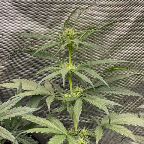 Pink Panama growlog photo: Looking like she’s flowering already but Waiting till 8 wks to flip lights 🪷
