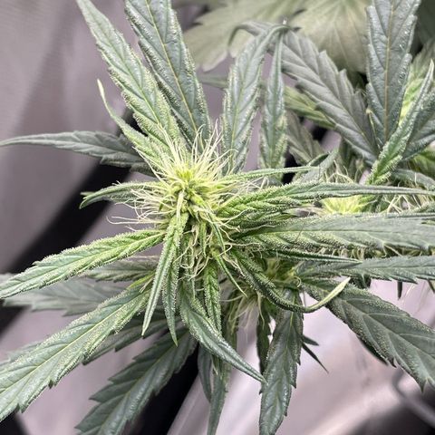 Pink Panama growlog photo: Looking like she’s flowering already but Waiting till 8 wks to flip lights 🪷