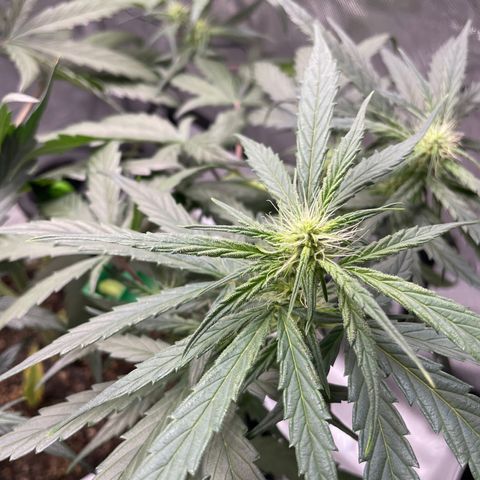 Pink Panama growlog photo: Looking like she’s flowering already but Waiting till 8 wks to flip lights 🪷