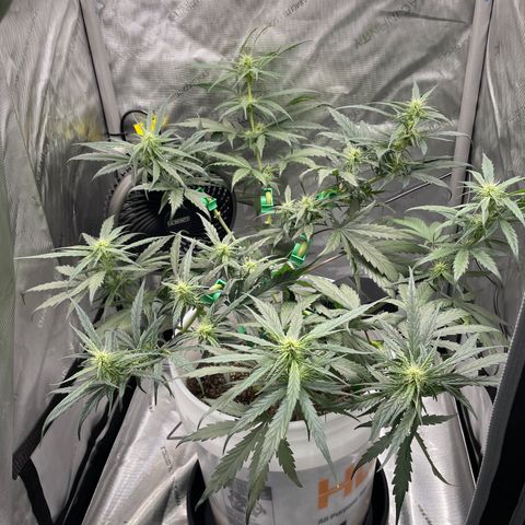 Pink Panama growlog photo: Looking like she’s flowering already but Waiting till 8 wks to flip lights 🪷
