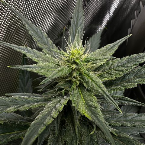 Pink Panama growlog timeline photo