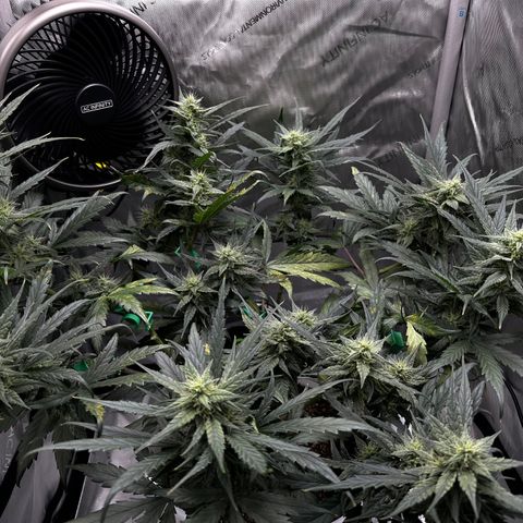 Pink Panama growlog timeline photo
