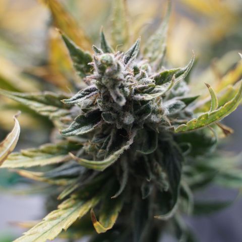 Pink Panama growlog timeline photo