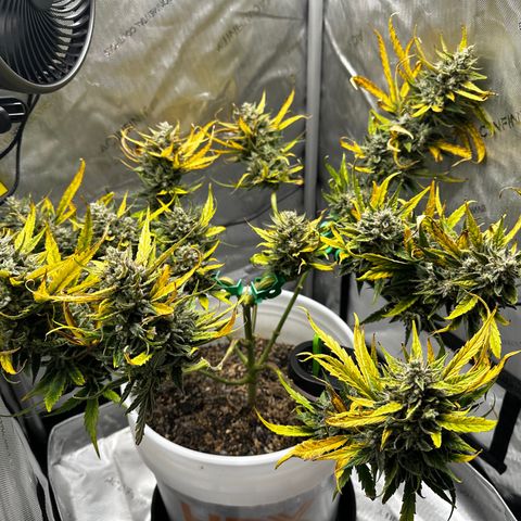 Pink Panama growlog timeline photo