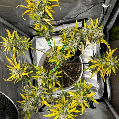 Pink Panama growlog timeline photo
