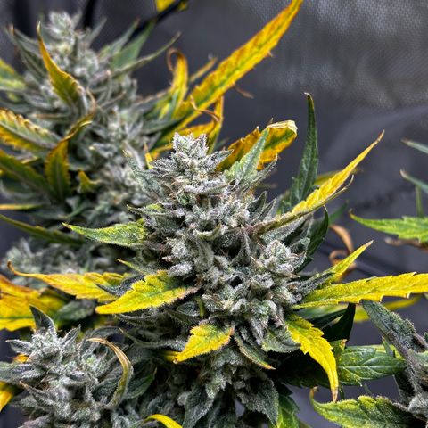 Pink Panama growlog timeline photo