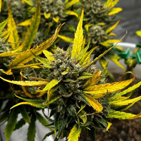 Pink Panama growlog timeline photo
