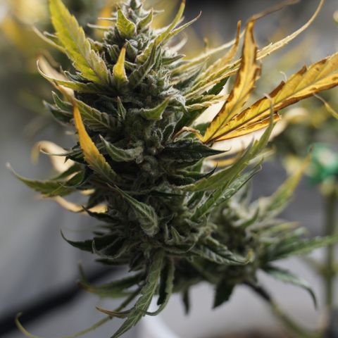 Pink Panama growlog timeline photo