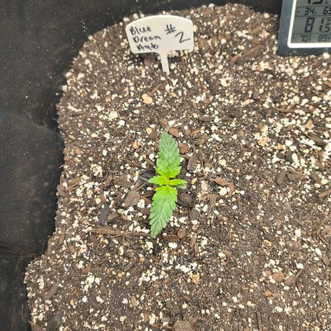 Blue Dream Auto growlog timeline photo
