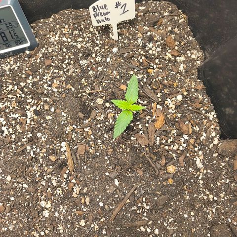 Blue Dream Auto growlog timeline photo