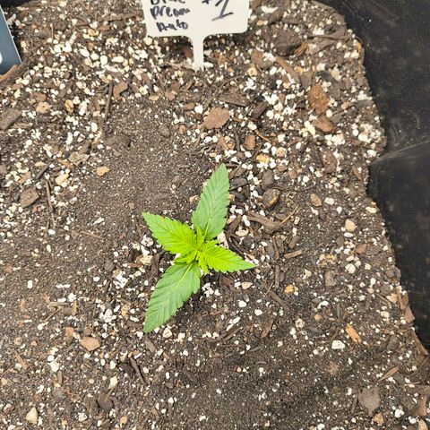 Blue Dream Auto growlog timeline photo