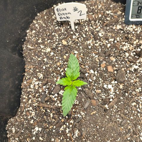 Blue Dream Auto growlog timeline photo