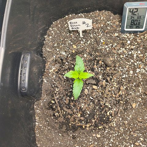 Blue Dream Auto growlog timeline photo