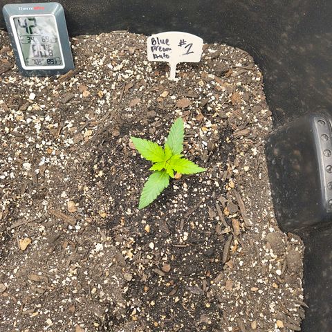 Blue Dream Auto growlog timeline photo