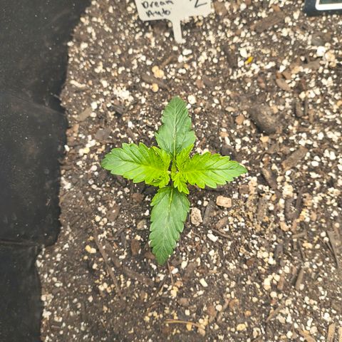 Blue Dream Auto growlog timeline photo