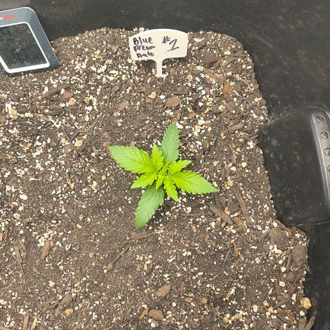 Blue Dream Auto growlog timeline photo