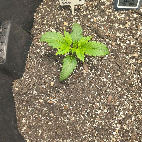 Blue Dream Auto growlog timeline photo