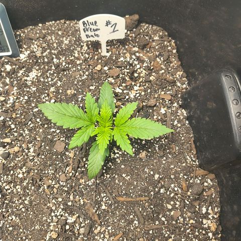 Blue Dream Auto growlog timeline photo