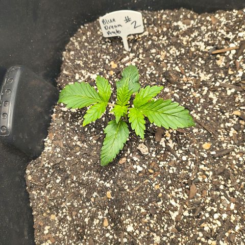 Blue Dream Auto growlog timeline photo