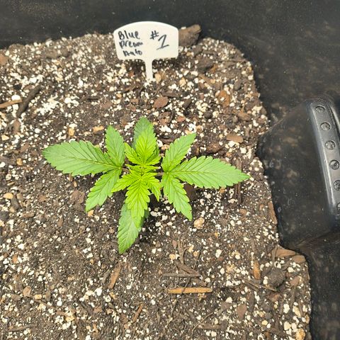 Blue Dream Auto growlog timeline photo