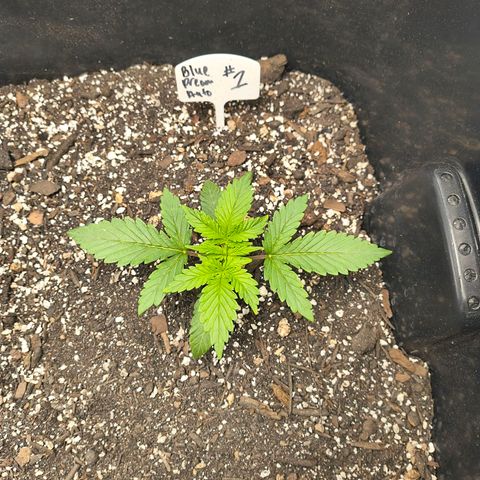 Blue Dream Auto growlog timeline photo