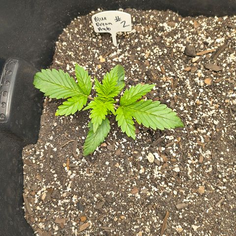 Blue Dream Auto growlog timeline photo