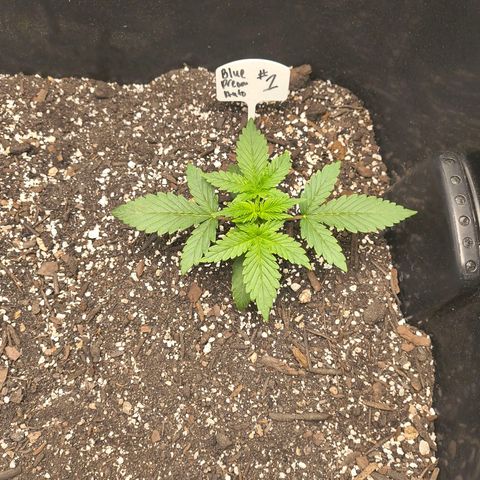 Blue Dream Auto growlog timeline photo