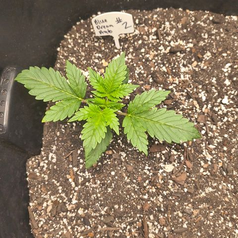 Blue Dream Auto growlog timeline photo