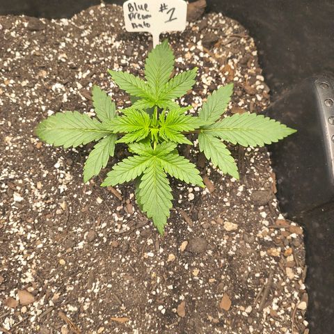 Blue Dream Auto growlog timeline photo