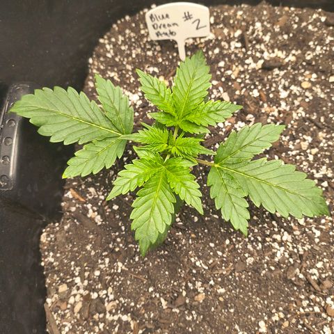 Blue Dream Auto growlog timeline photo