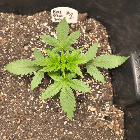 Blue Dream Auto growlog timeline photo