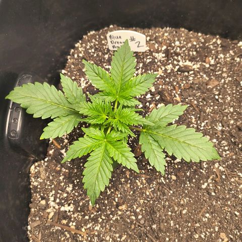 Blue Dream Auto growlog timeline photo