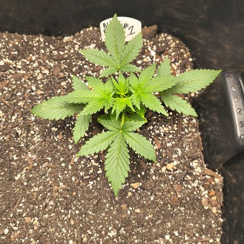 Blue Dream Auto growlog timeline photo