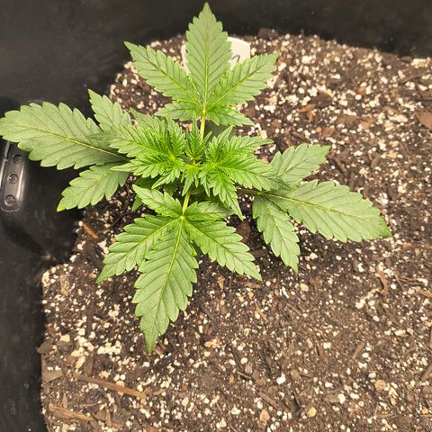 Blue Dream Auto growlog timeline photo