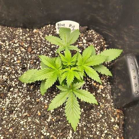 Blue Dream Auto growlog timeline photo