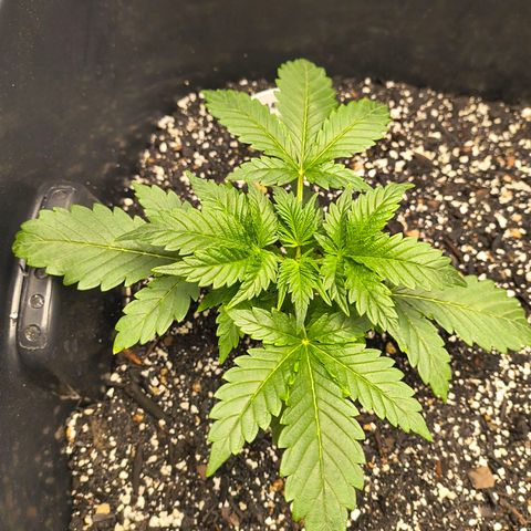 Blue Dream Auto growlog timeline photo