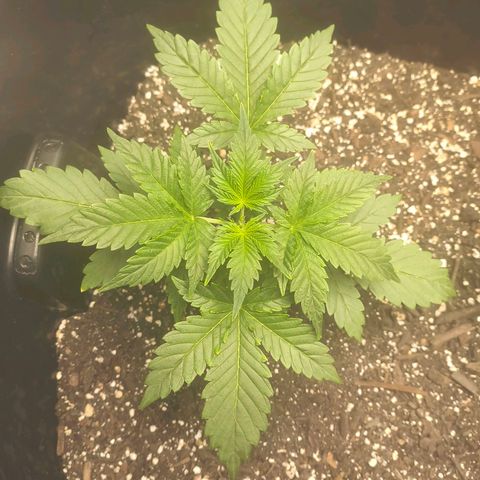 Blue Dream Auto growlog timeline photo
