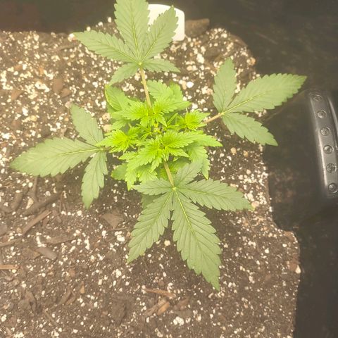 Blue Dream Auto growlog timeline photo