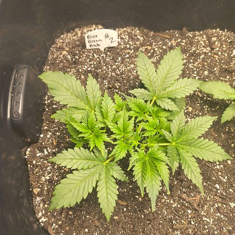 Blue Dream Auto growlog timeline photo