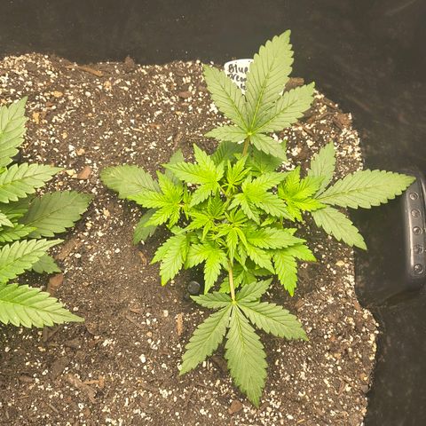 Blue Dream Auto growlog timeline photo