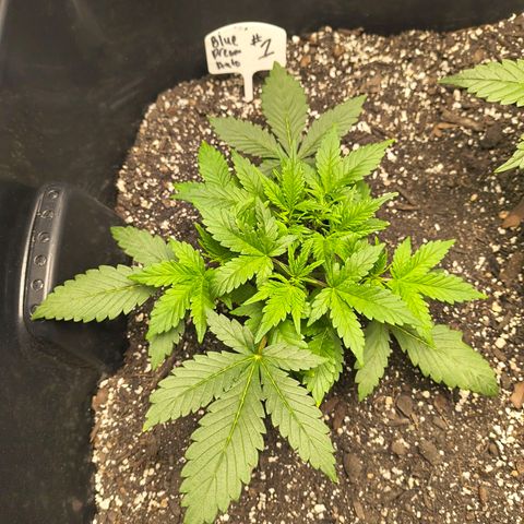 Blue Dream Auto growlog timeline photo