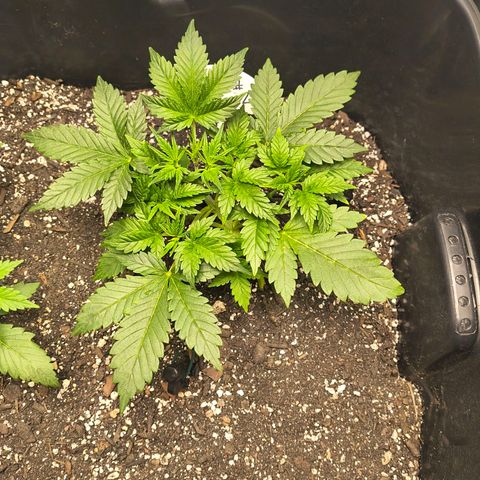 Blue Dream Auto growlog timeline photo